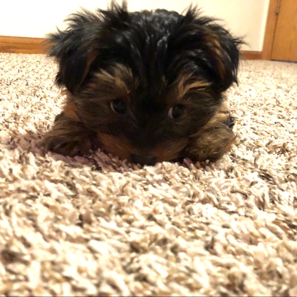 Meet your Posher, Amanda